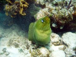 Green Moray seen at Grand Cayman this August. Taken with ... by Bonnie Conley 